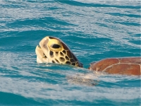 Green turtle breathing